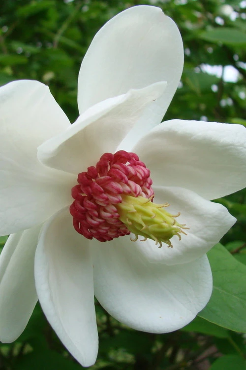 Oyama Magnolia - 7 Gallon Pot (5-6') 1 Oyama Magnolia - 7 Gallon Pot (5-6')