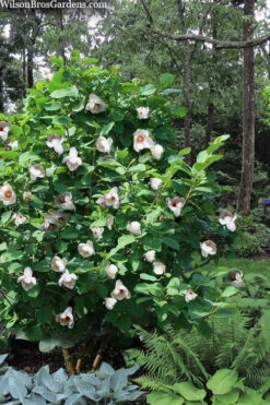 Oyama Magnolia - 7 Gallon Pot (4-5') 8 Oyama Magnolia - 7 Gallon Pot (4-5') -Wilson Bros Gardens magnolia sieboldii oyama korean mountain magnolia tree 9 1