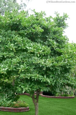 Centennial Blush Star Magnolia - 7 Gallon Pot (4-5') 10 Centennial Blush Star Magnolia - 7 Gallon Pot (4-5') -Wilson Bros Gardens magnolia stellata 1 14