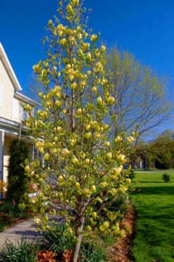Sunsation Yellow Magnolia (Tulip Tree) - 3 Gallon Pot 14 Sunsation Yellow Magnolia (Tulip Tree) - 3 Gallon Pot -Wilson Bros Gardens magnolia sunsation yellow tulip tree 12