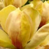 Sunsation Yellow Magnolia (Tulip Tree) - 7 Gallon Pot (4-5')