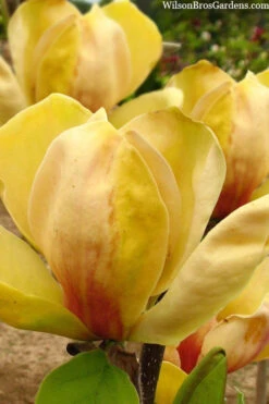 Sunsation Yellow Magnolia (Tulip Tree) - 7 Gallon Pot (4-5')