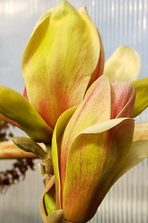 Sunsation Yellow Magnolia (Tulip Tree) - 7 Gallon Pot (4-5') 8 Sunsation Yellow Magnolia (Tulip Tree) - 7 Gallon Pot (4-5') - Image 8