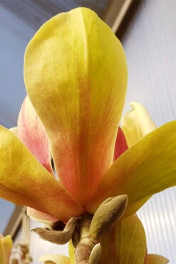 Sunsation Yellow Magnolia (Tulip Tree) - 7 Gallon Pot (3-4') -Wilson Bros Gardens magnolia sunsation yellow tulip tree 5 1