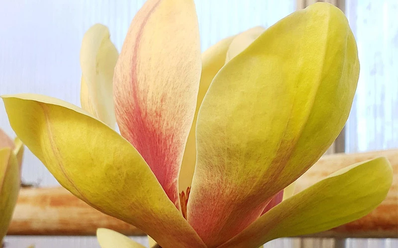 Sunsation Yellow Magnolia (Tulip Tree) - 7 Gallon Pot (4-5') 10 Sunsation Yellow Magnolia (Tulip Tree) - 7 Gallon Pot (4-5') - Image 10