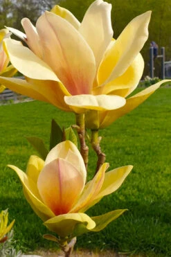 Sunsation Yellow Magnolia (Tulip Tree) - 7 Gallon Pot (4-5') 17 Sunsation Yellow Magnolia (Tulip Tree) - 7 Gallon Pot (4-5') -Wilson Bros Gardens magnolia sunsation yellow tulip tree 7 2