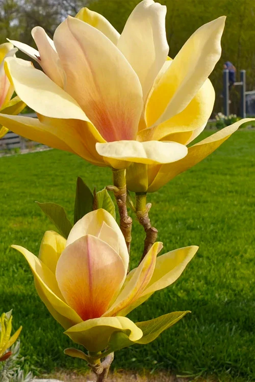 Sunsation Yellow Magnolia (Tulip Tree) - 3 Gallon Pot 7 Sunsation Yellow Magnolia (Tulip Tree) - 3 Gallon Pot - Image 7
