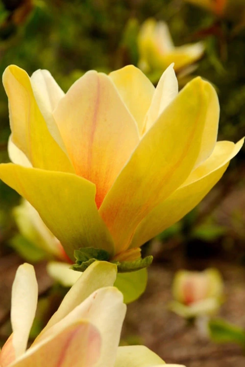 Sunsation Yellow Magnolia (Tulip Tree) - 7 Gallon Pot (4-5') 11 Sunsation Yellow Magnolia (Tulip Tree) - 7 Gallon Pot (4-5') - Image 11