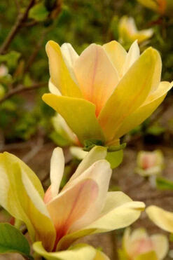 Sunsation Yellow Magnolia (Tulip Tree) - 7 Gallon Pot (4-5') 15 Sunsation Yellow Magnolia (Tulip Tree) - 7 Gallon Pot (4-5') -Wilson Bros Gardens magnolia sunsation yellow tulip tree 9 2