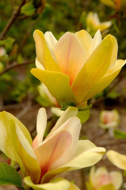 Sunsation Yellow Magnolia (Tulip Tree) - 3 Gallon Pot 5 Sunsation Yellow Magnolia (Tulip Tree) - 3 Gallon Pot - Image 5