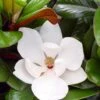 Teddy Bear Dwarf Southern Magnolia - 7 Gallon Pot (2-3')