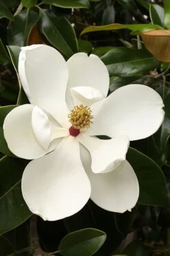 Teddy Bear Dwarf Southern Magnolia - 7 Gallon Pot (3-4') -Wilson Bros Gardens magnolia teddy bear 3 3