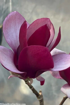 Tinker Belle Magnolia (Single Trunk Tree Form) - 3 Gallon Pot -Wilson Bros Gardens magnolia tinker belle tulip tree 6