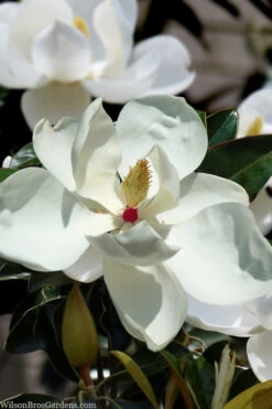 Victoria Cold Hardy Evergreen Magnolia - 7 Gallon Pot (4-5')