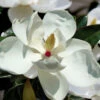 Victoria Cold Hardy Evergreen Magnolia - 7 Gallon Pot (3-4')
