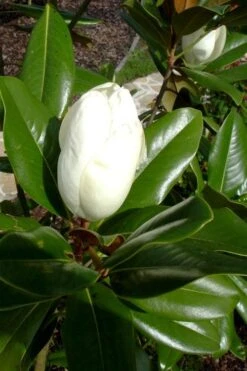 Victoria Cold Hardy Evergreen Magnolia - 7 Gallon Pot (5-6') -Wilson Bros Gardens magnolia victoria 8 1
