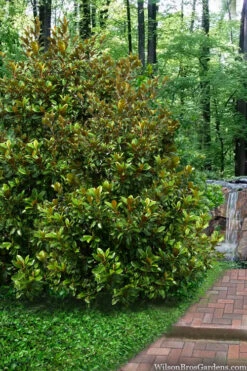 Victoria Cold Hardy Evergreen Magnolia - 7 Gallon Pot (5-6') -Wilson Bros Gardens magnolia victoria 9 4