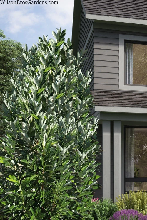 Silver Mist Sweetbay Magnolia - 3 Gallon Pot 4 Silver Mist Sweetbay Magnolia - 3 Gallon Pot - Image 4