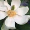Silver Mist Sweetbay Magnolia - 7 Gallon Pot (3.5-4')