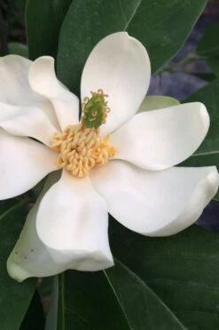 Silver Mist Sweetbay Magnolia - 7 Gallon Pot (3.5-4')