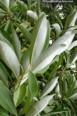 Silver Mist Sweetbay Magnolia - 7 Gallon Pot (5-6') -Wilson Bros Gardens magnolia virginiana silver mist sweetbay 4 1