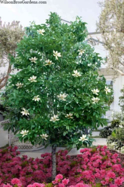 Sweetbay Magnolia (Single Trunk Tree Form) - 7 Gallon Pot (5-6')