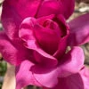 Vulcan Magnolia (Tulip Tree) - 7 Gallon Pot (6-7')