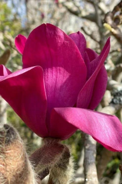 Vulcan Magnolia (Tulip Tree) - 7 Gallon Pot (6-7') -Wilson Bros Gardens magnolia vulcan tulip tree 4