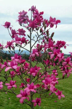 Vulcan Magnolia (Tulip Tree) - 7 Gallon Pot (6-7') -Wilson Bros Gardens magnolia vulcan tulip tree 5