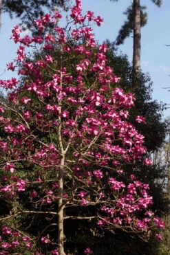 Vulcan Magnolia (Tulip Tree) - 7 Gallon Pot (6-7') -Wilson Bros Gardens magnolia vulcan tulip tree 6