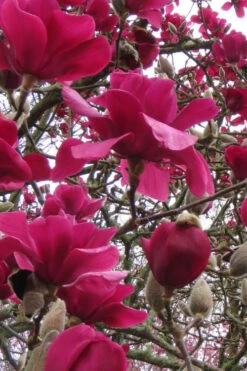 Vulcan Magnolia (Tulip Tree) - 7 Gallon Pot (6-7') -Wilson Bros Gardens magnolia vulcan tulip tree 8