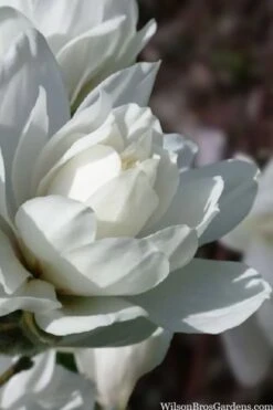 Wildcat Star Magnolia Tree - 3 Gallon Pot 12 Wildcat Star Magnolia Tree - 3 Gallon Pot -Wilson Bros Gardens magnolia x loebneri wildcat star magnolia 6