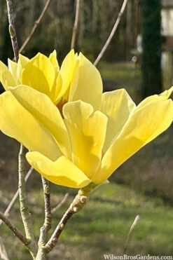 Yellow Bird Magnolia Tulip Tree - 1 Gallon Pot 21 Yellow Bird Magnolia Tulip Tree - 1 Gallon Pot -Wilson Bros Gardens magnolia yellow bird tulip tree 106 2