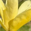 Yellow Bird Magnolia Tulip Tree - 1 Gallon Pot