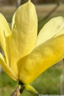 Yellow Bird Magnolia Tulip Tree - 3 Gallon Pot