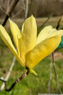 Yellow Bird Magnolia Tulip Tree - 1 Gallon Pot 20 Yellow Bird Magnolia Tulip Tree - 1 Gallon Pot -Wilson Bros Gardens magnolia yellow bird tulip tree 108 2