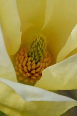 Yellow Lantern Magnolia (Tulip Tree) - 5 Gallon Pot (5-6') -Wilson Bros Gardens magnolia yellow lantern tulip tree 1