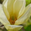 Yellow Lantern Magnolia (Tulip Tree) - 5 Gallon Pot (5-6')