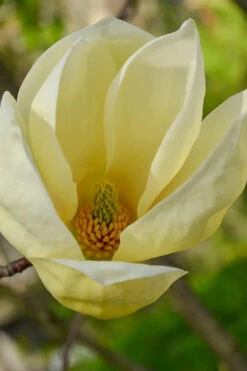 Yellow Lantern Magnolia (Tulip Tree) - 5 Gallon Pot (5-6')