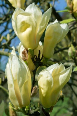 Yellow Lantern Magnolia (Tulip Tree) - 5 Gallon Pot (5-6') -Wilson Bros Gardens magnolia yellow lantern tulip tree 5