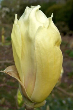 Yellow Lantern Magnolia (Tulip Tree) - 5 Gallon Pot (5-6') -Wilson Bros Gardens magnolia yellow lantern tulip tree 6
