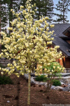 Yellow Lantern Magnolia (Tulip Tree) - 5 Gallon Pot (5-6') -Wilson Bros Gardens magnolia yellow lantern tulip tree 8