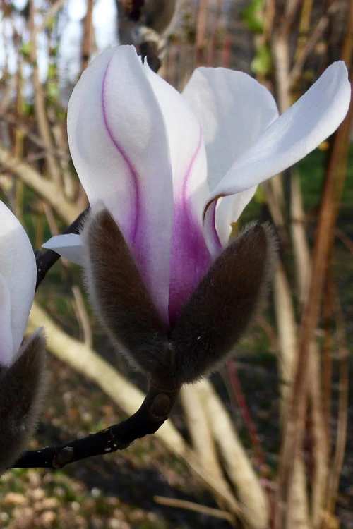 Zen Magnolia (Tulip Tree) - 3 Gallon Pot 1 Zen Magnolia (Tulip Tree) - 3 Gallon Pot