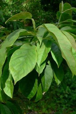 Zen Magnolia (Tulip Tree) - 3 Gallon Pot 12 Zen Magnolia (Tulip Tree) - 3 Gallon Pot -Wilson Bros Gardens magnolia zenii zen tulip tree 6