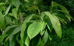 Zen Magnolia (Tulip Tree) - 3 Gallon Pot 13 Zen Magnolia (Tulip Tree) - 3 Gallon Pot -Wilson Bros Gardens magnolia zenii zen tulip tree 7