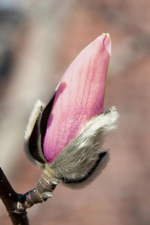 Zen Magnolia (Tulip Tree) - 3 Gallon Pot 7 Zen Magnolia (Tulip Tree) - 3 Gallon Pot - Image 7