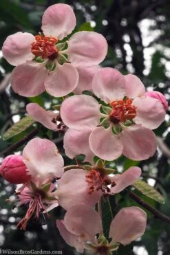 Southern Crabapple (Malus Angustifolia) - 3 Gallon Pot -Wilson Bros Gardens malus angustifolia southern crabapple tree flowers 2 2