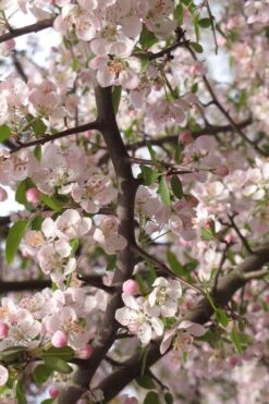 Southern Crabapple (Malus Angustifolia) - 3 Gallon Pot -Wilson Bros Gardens malus angustifolia southern crabapple tree flowers 4 2