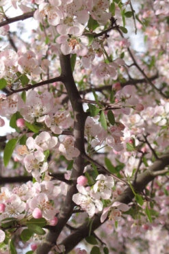 Southern Crabapple (Malus Angustifolia) - 3 Gallon Pot -Wilson Bros Gardens malus angustifolia southern crabapple tree flowers 4 3