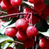 Southern Crabapple (Malus Angustifolia) - 1 Gallon Pot